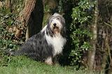 BEARDED COLLIE 379